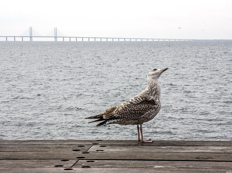 Västra hamnen