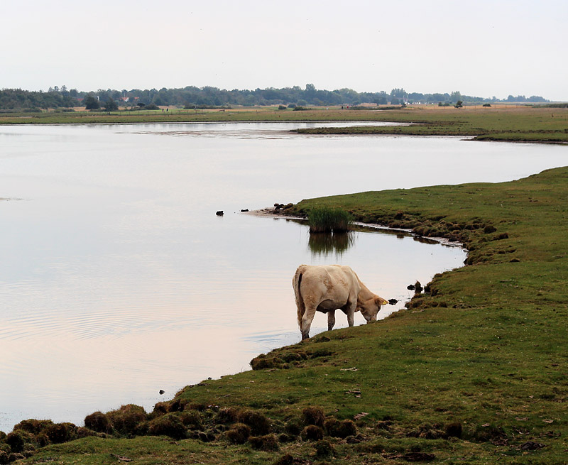 Skanör