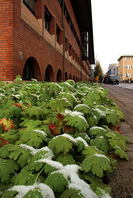 Skellefteå