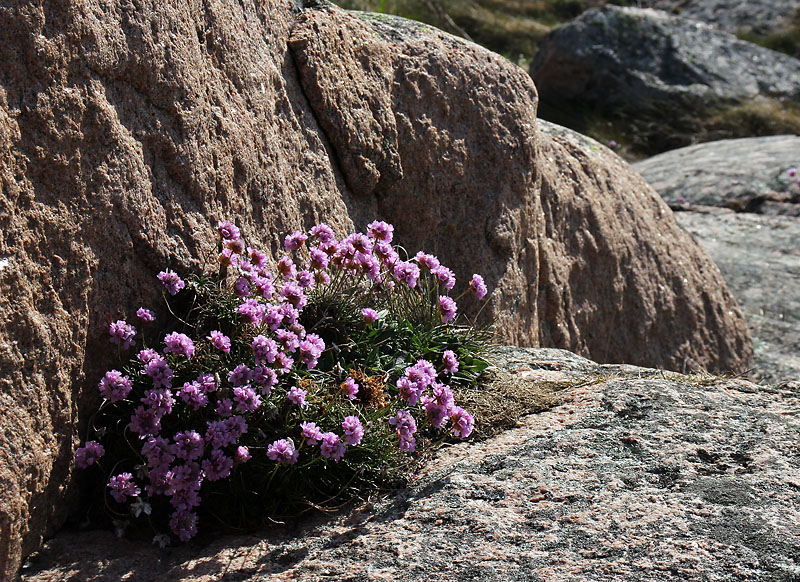 Smögen