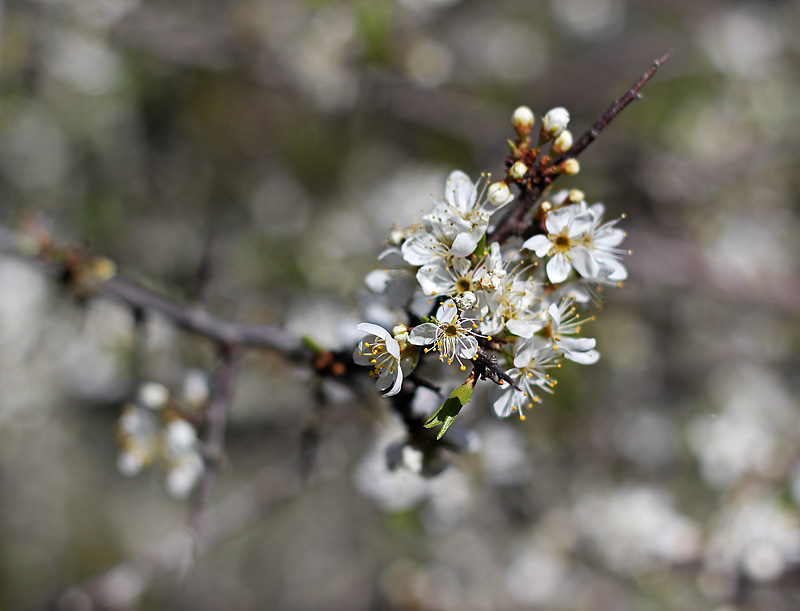 Smögen