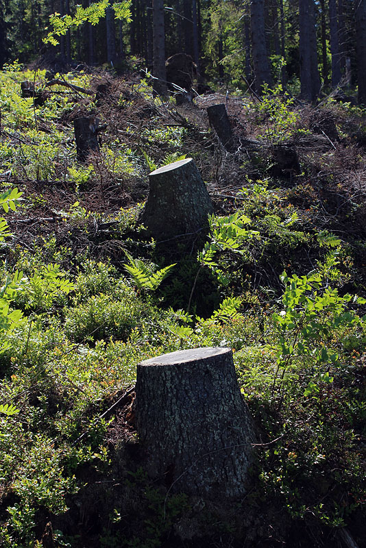Sälsten