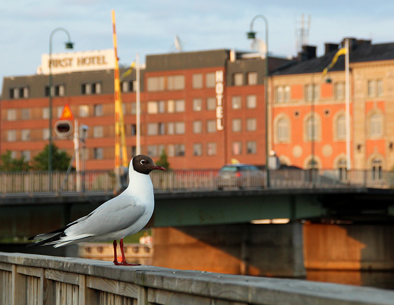 Mot Skeppsbron