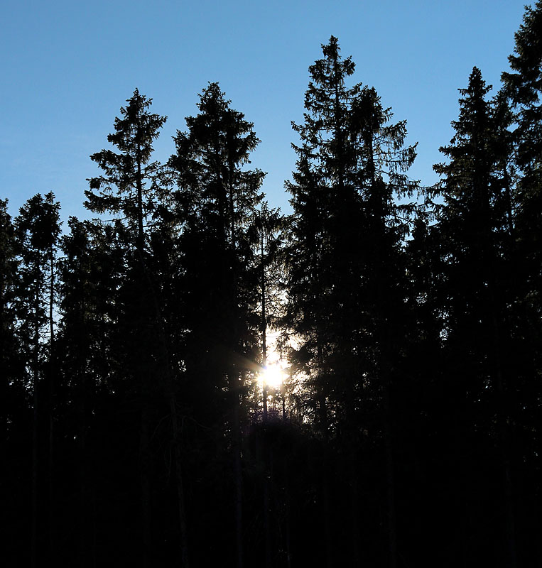 Murberget