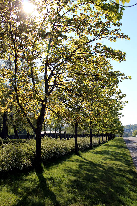Rosenbäcksallen