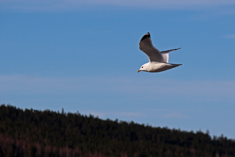 Sälsten