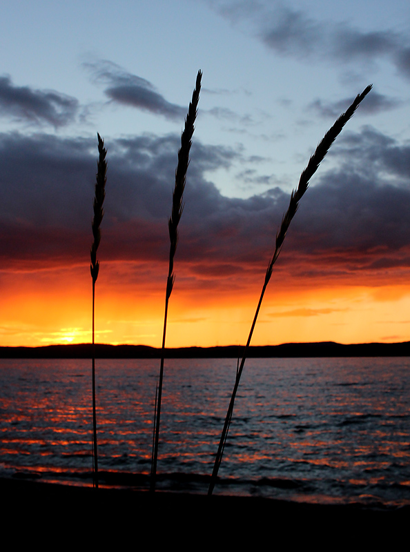 Sälsten