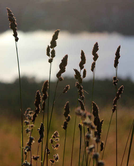 Vårdkasen