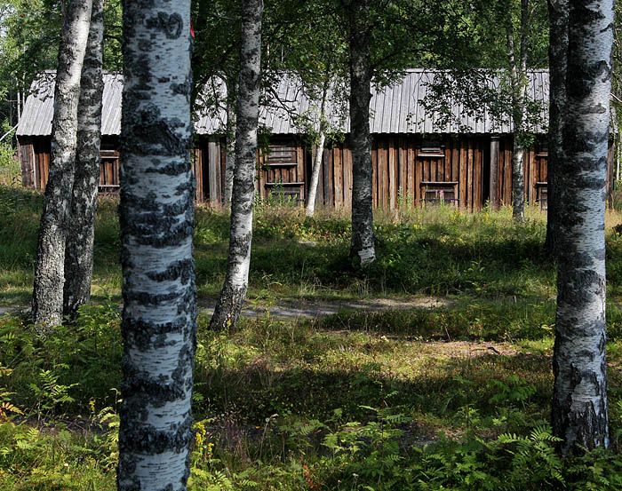 Murberget