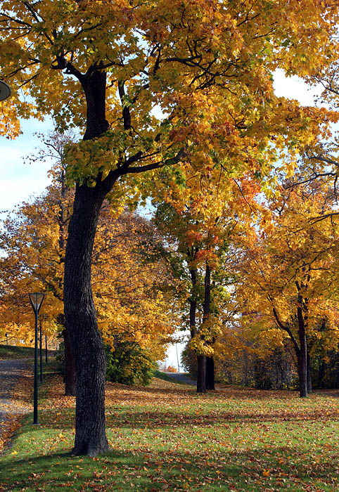 Stadsparken 