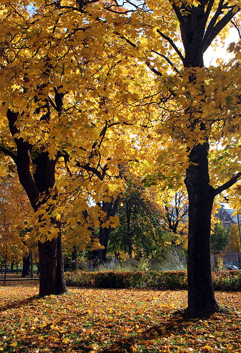 Stadsparken 