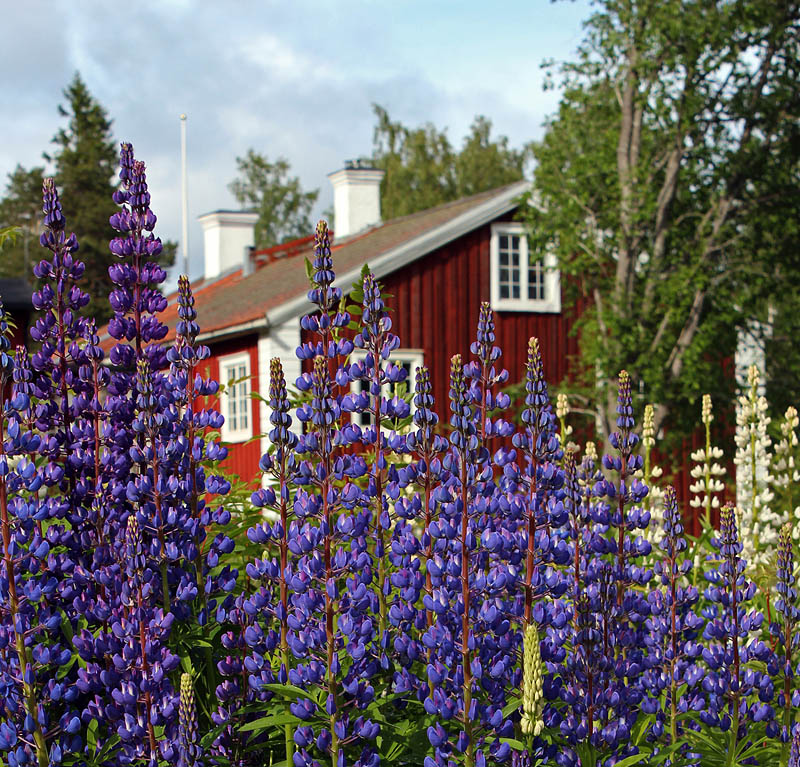 Murberget